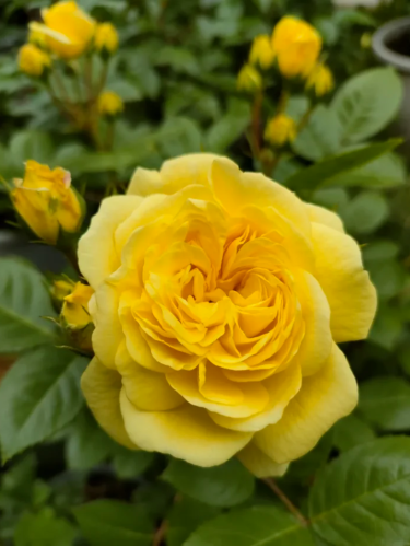 Роза флорибунда Yellow Meilove АА+