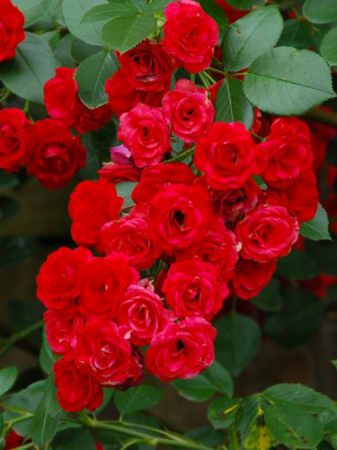 Троянда ґрунтопокривна Scarlet Meillandecor
