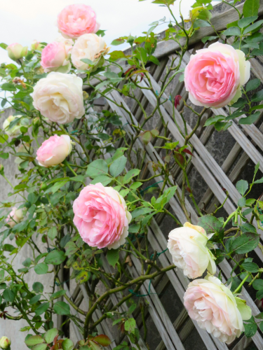 Роза плетистая Palais Royal