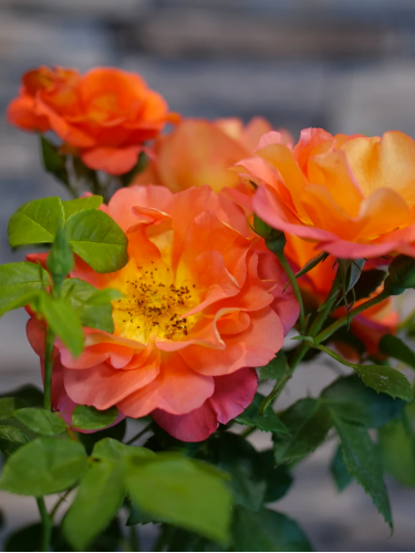 Роза полиантовая Avenue Orange AA+