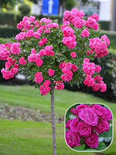 Роза штамбовая Dinky