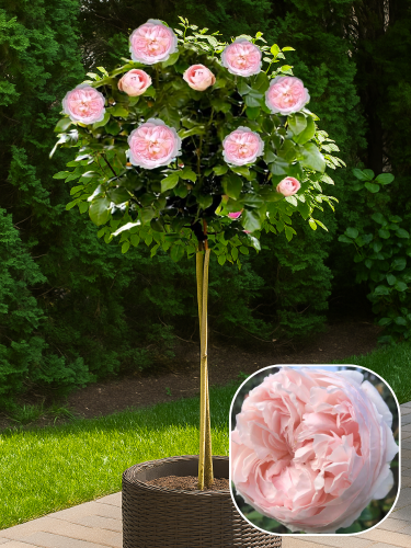 Роза штамбовая Peony Pink (Очень ароматная!)