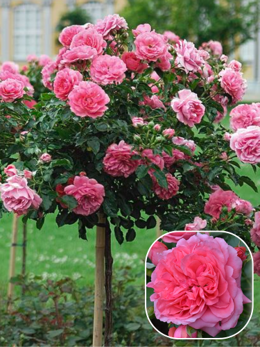 Троянда штамбова Rosarium Uetersen