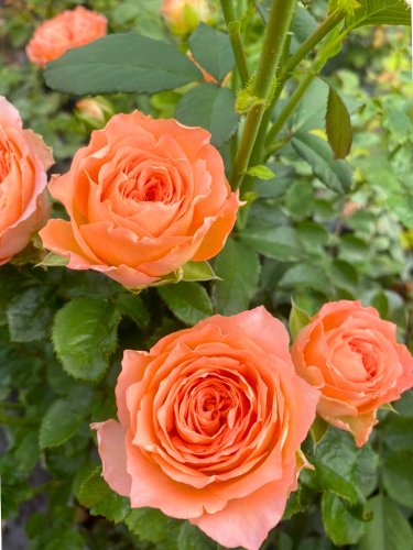 Троянда дрібноквіткова Apricot Lace