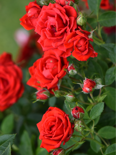 Роза мелкоцветная Rose Fire King