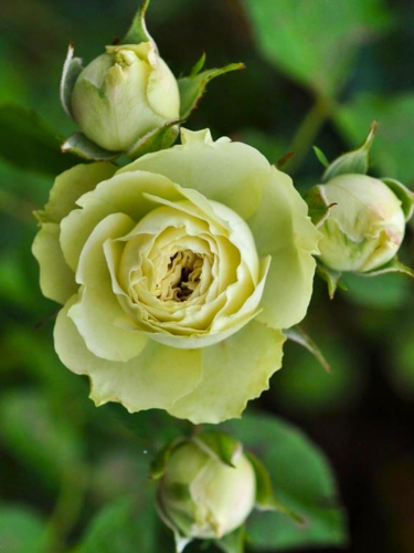 Троянда дрібноквіткова Lovely Green