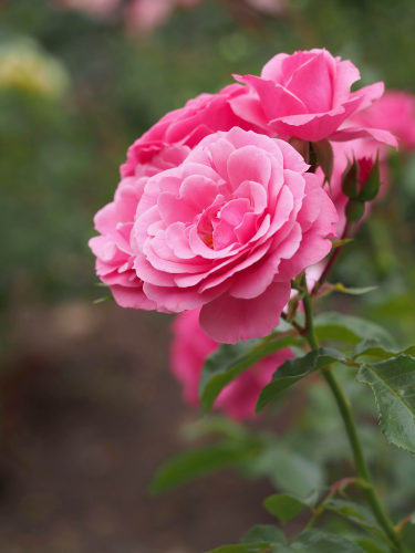 Роза мелкоцветная Royal Bonica