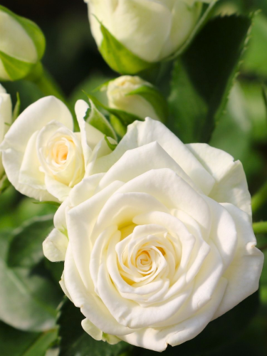 Роза мелкоцветная Spray White