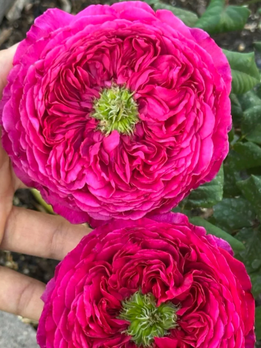 Роза японская Princess Kishi