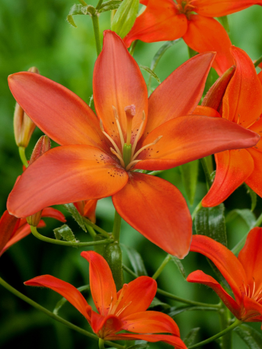 Лілія Mandarin Star