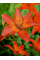 Лілія Mandarin Star