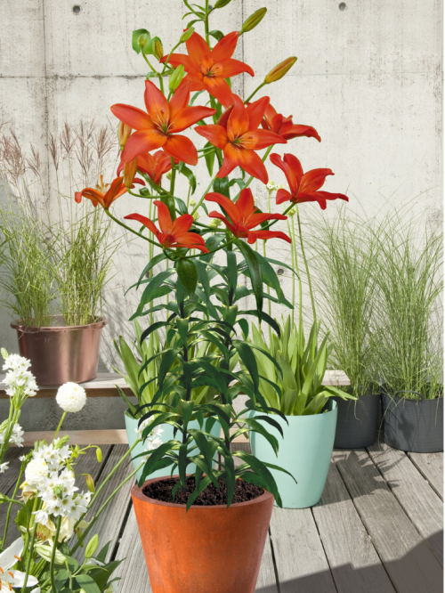 Лілія Mandarin Star