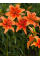 Лілія Mandarin Star