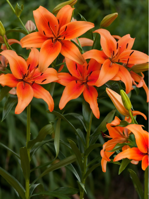 Лілія Mandarin Star