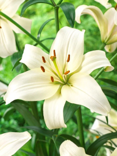 Лілія Pearl White
