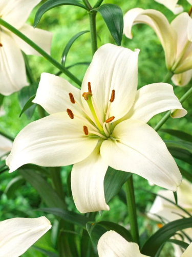 Лилия Pearl White