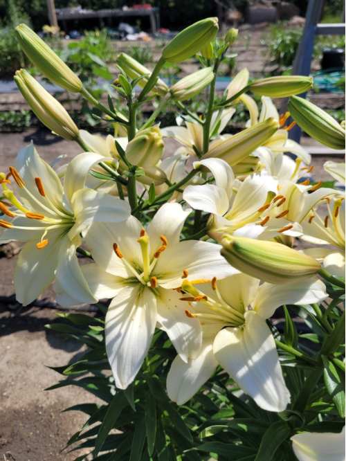 Лилия Pearl White