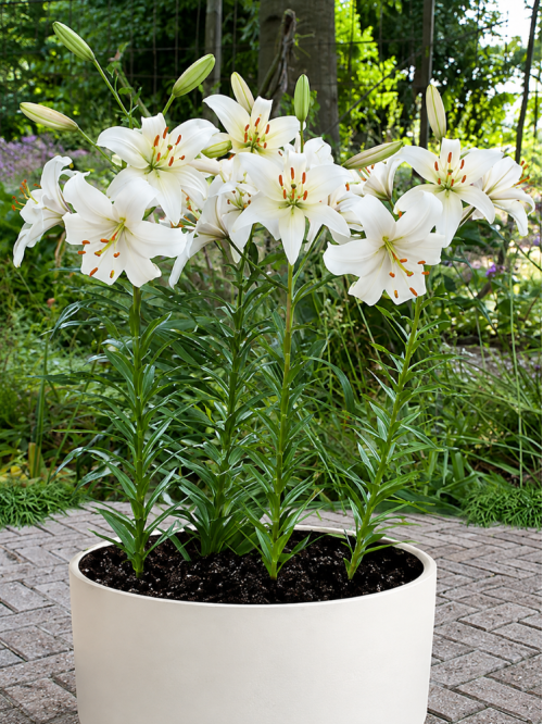 Лилия Pearl White