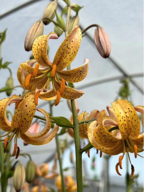 Лілія Peppard Gold