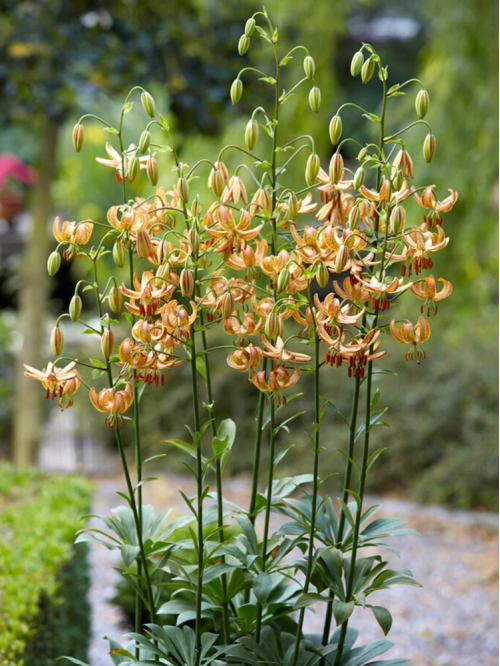 Лілія Peppard Gold