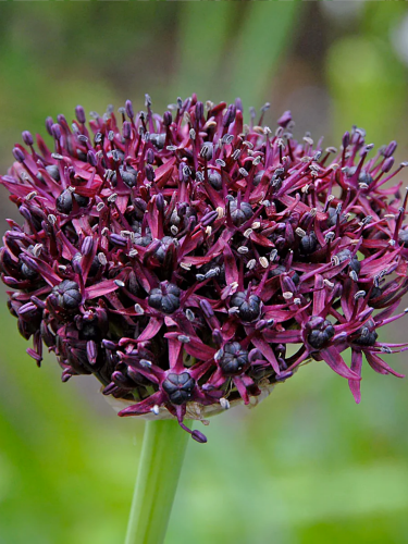 Алліум Atropurpureum (2 шт. в упаковці)