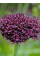 Алліум Atropurpureum (2 шт. в упаковці)