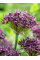 Алліум Atropurpureum (2 шт. в упаковці)