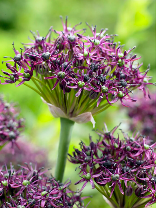 Алліум Atropurpureum (2 шт. в упаковці)