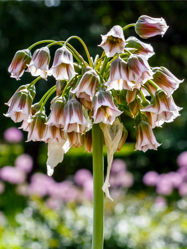Аллиум Bulgaricum (3 шт. в упаковке)