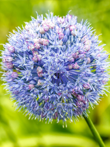 Алліум Caeruleum (5 шт. в упаковці)
