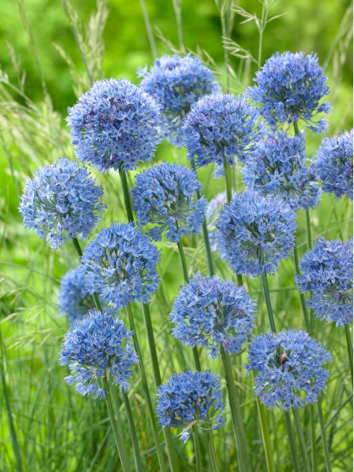 Аллиум Caeruleum (5 шт. в упаковке)