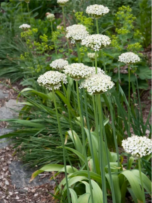 Алліум Nigrum (2 шт. в упаковці)
