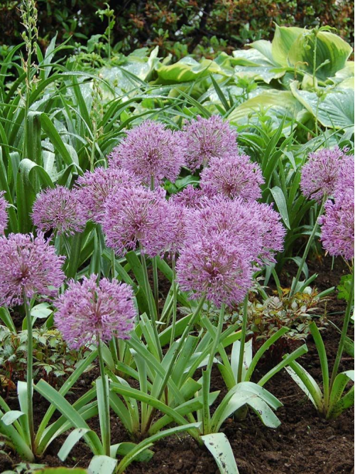 Алліум Powder Puff (3 шт. в упаковці)