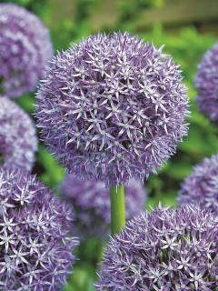 Алліум Purple Caila (1 шт. в упаковці)