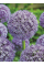 Алліум Purple Caila (1 шт. в упаковці)