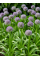 Алліум Purple Caila (1 шт. в упаковці)