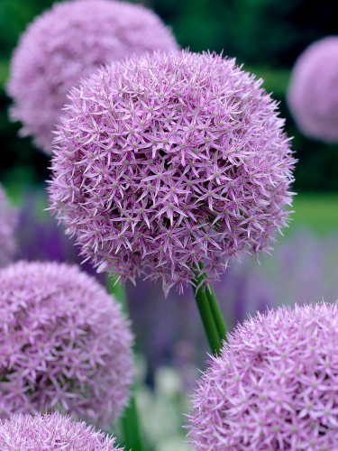 Алліум Round and Purple (1 шт. в упаковці)