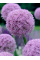 Алліум Round and Purple (1 шт. в упаковці)