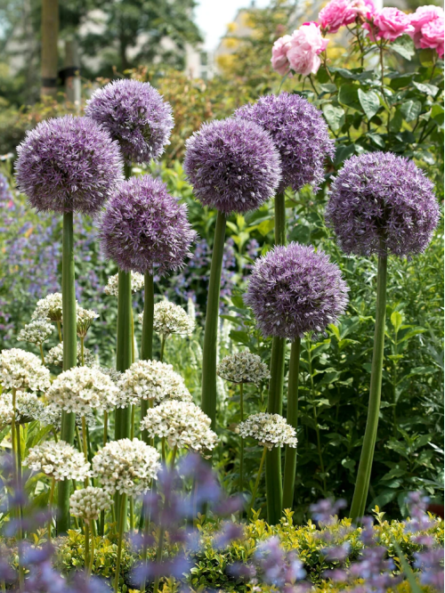 Алліум Round and Purple (1 шт. в упаковці)