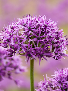 Алліум Violet Beauty (3 шт. в упаковці)