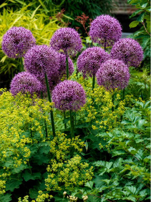 Алліум Violet Beauty (3 шт. в упаковці)