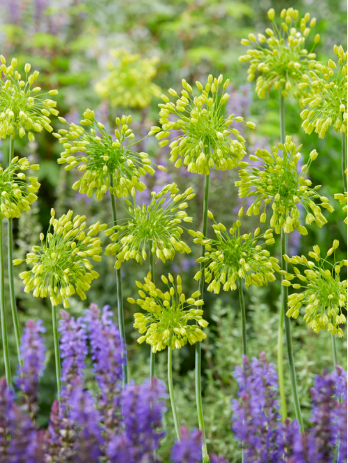 Алліум Yellow Fantasy (5 шт. в упаковці)