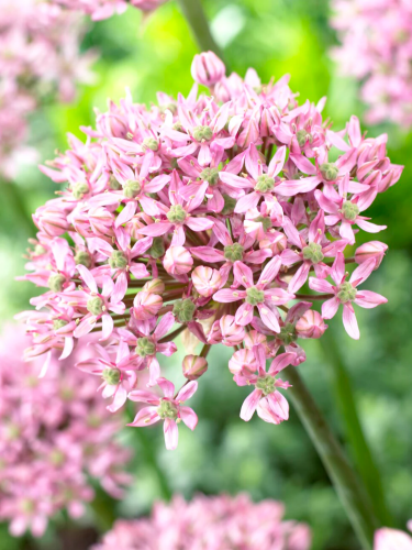 Алліум Pink Jewel (1 шт. в упаковці)