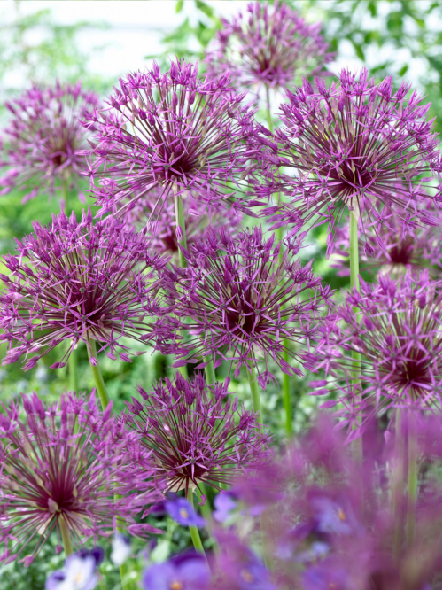 Аллиум Purple Rain (2 шт. в упаковке)