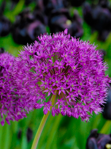 Алліум Purple Sensation (2 шт. в упаковці)