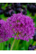 Алліум Purple Sensation (2 шт. в упаковці)