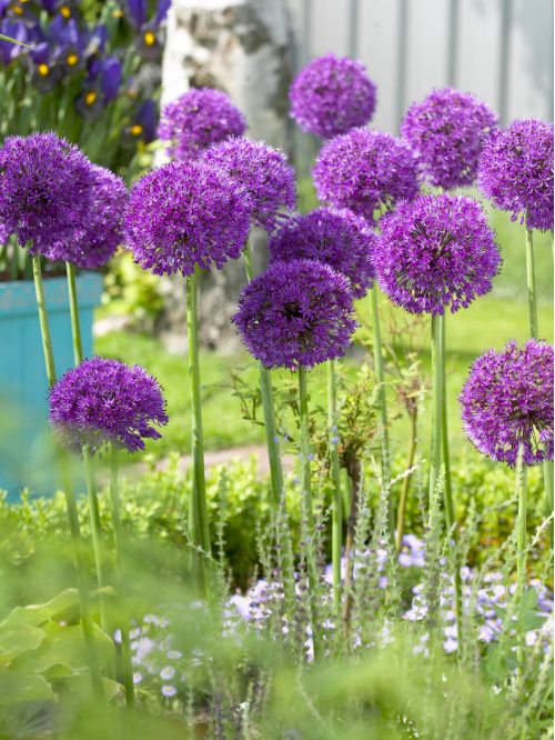 Алліум Purple Sensation (2 шт. в упаковці)