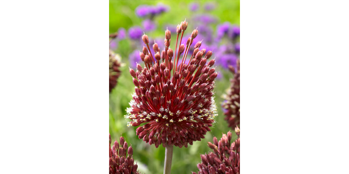 Алліум Red Mohican (1 шт. в упаковці)