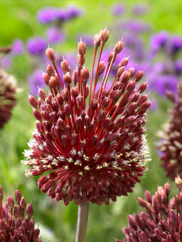 Алліум Red Mohican (1 шт. в упаковці)