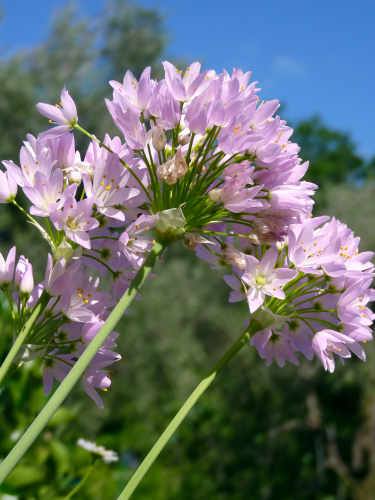 Алліум Roseum (5 шт. в упаковці)